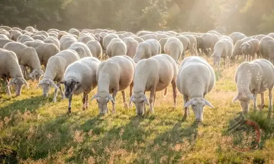 养羊50只一年赚多少钱？—探讨养羊产业的盈利前景插图1