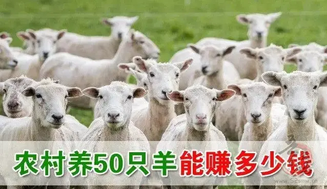 养羊50只一年赚多少钱？—探讨养羊产业的盈利前景插图
